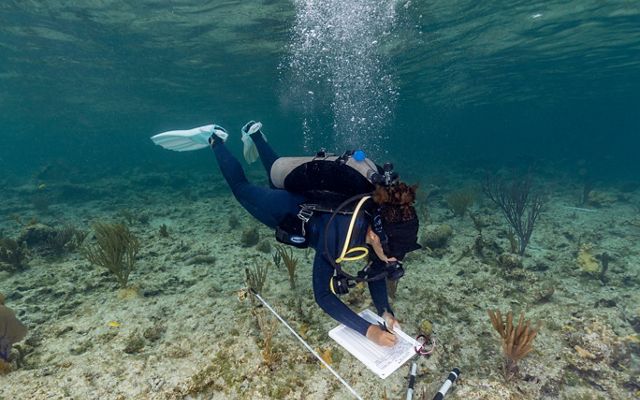 a woman scuba diving and taking notes underwater