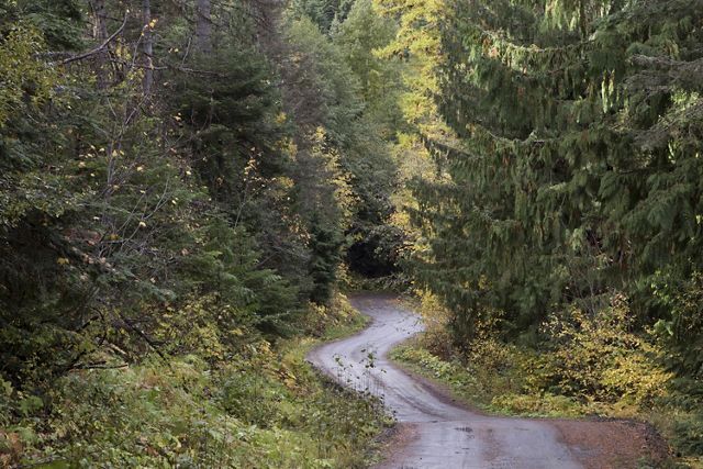 a dirt road through a forest.