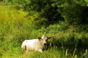 A large white animal lays in the grass.
