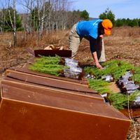 A person wearing a ball cap leans over a pile of red spruce seedlings arranging them into neat rows.