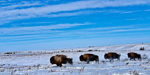 Four adult bison walking through snow at Cross Ranch in North Dakota.
