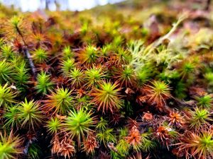 A spiky, green and brown moss growth protrudes from the ground.