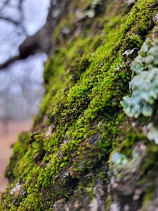 A close-up shot of green moss on a tree trunk.