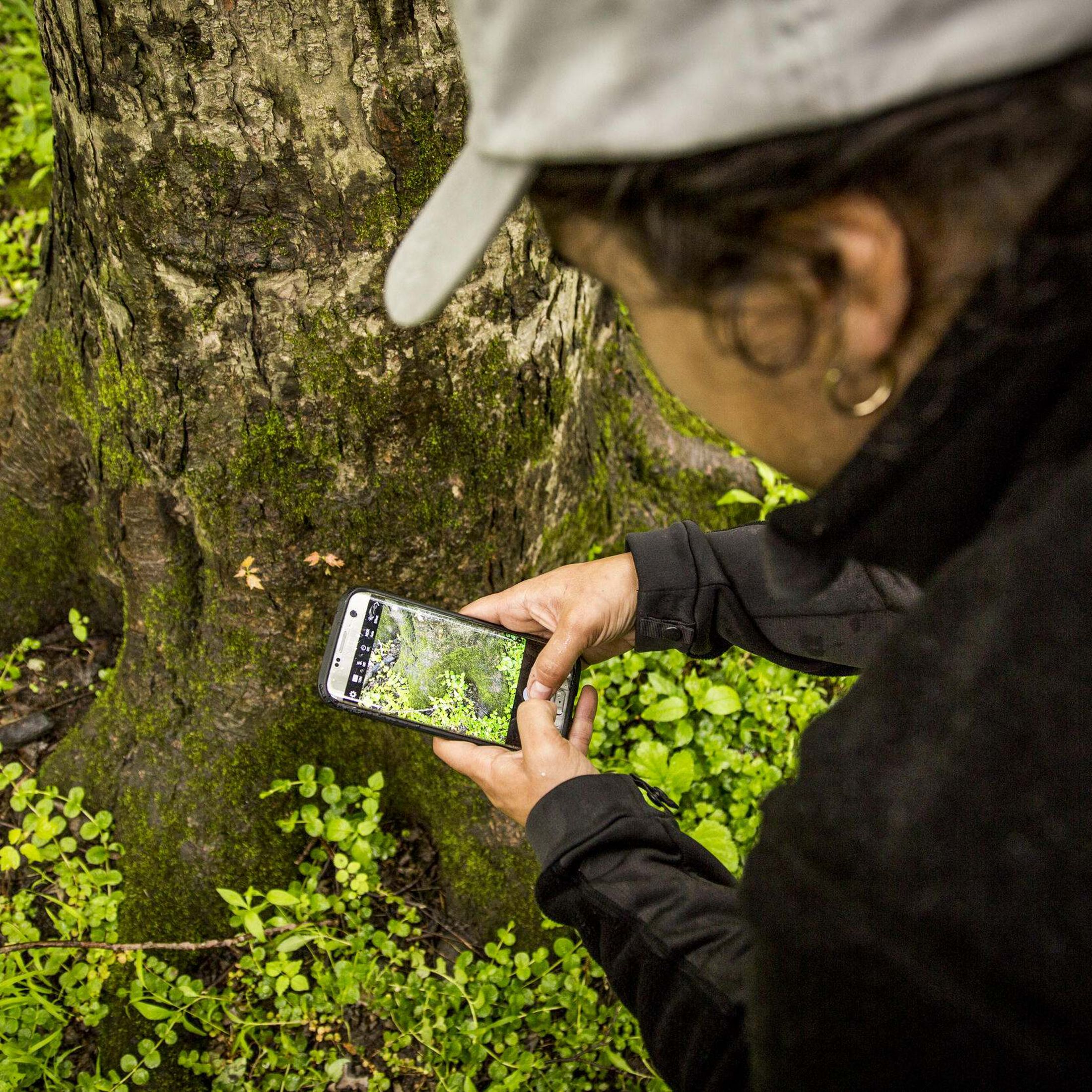 A person holds their phone and uses the inaturalist app to record a species at the base of a tree. 