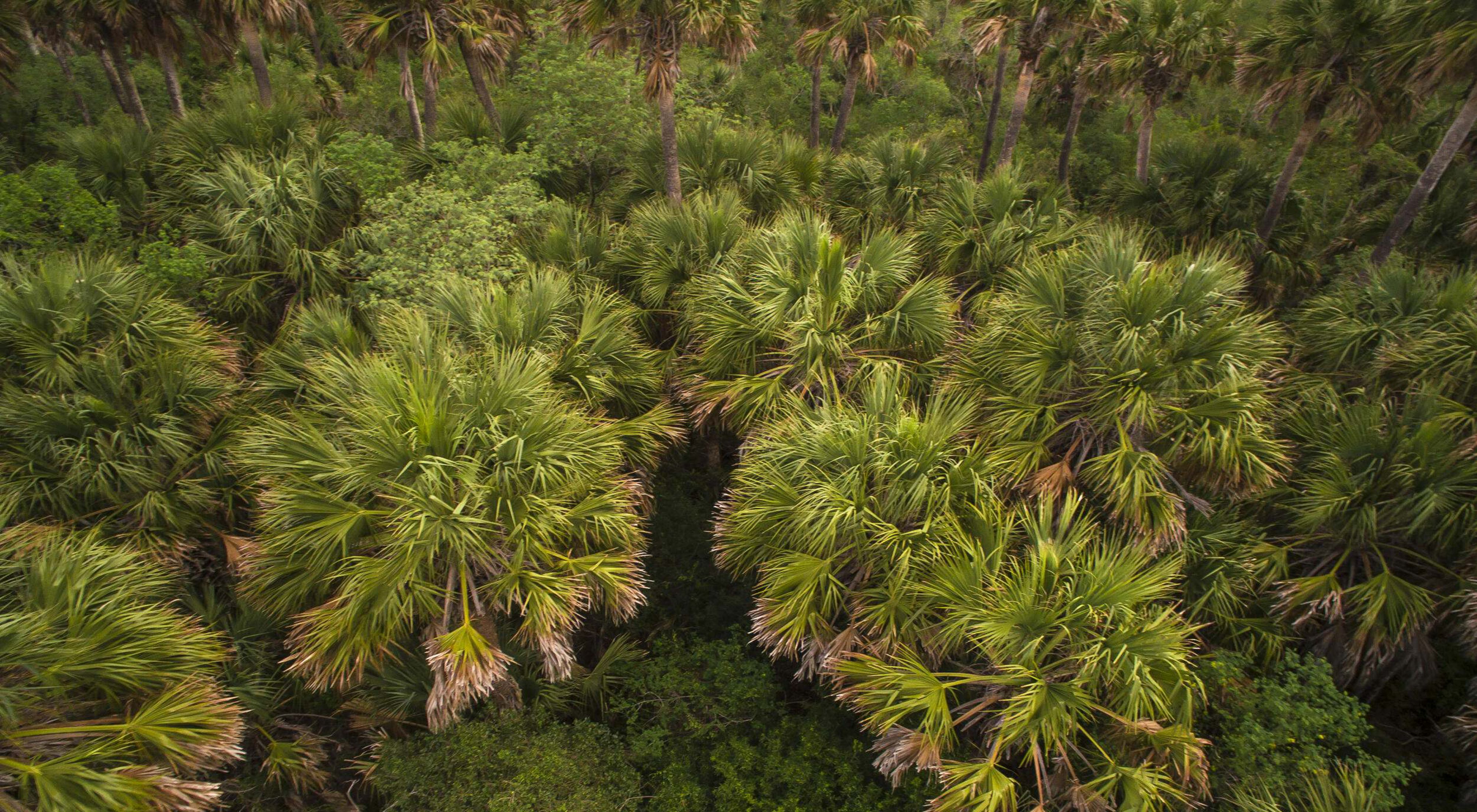 A field of green palm trees.