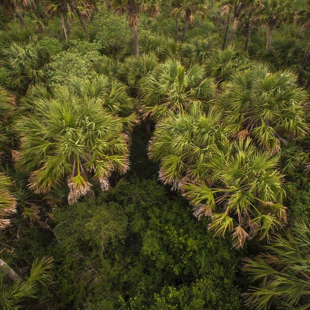 A field of green palm trees and lush brush.