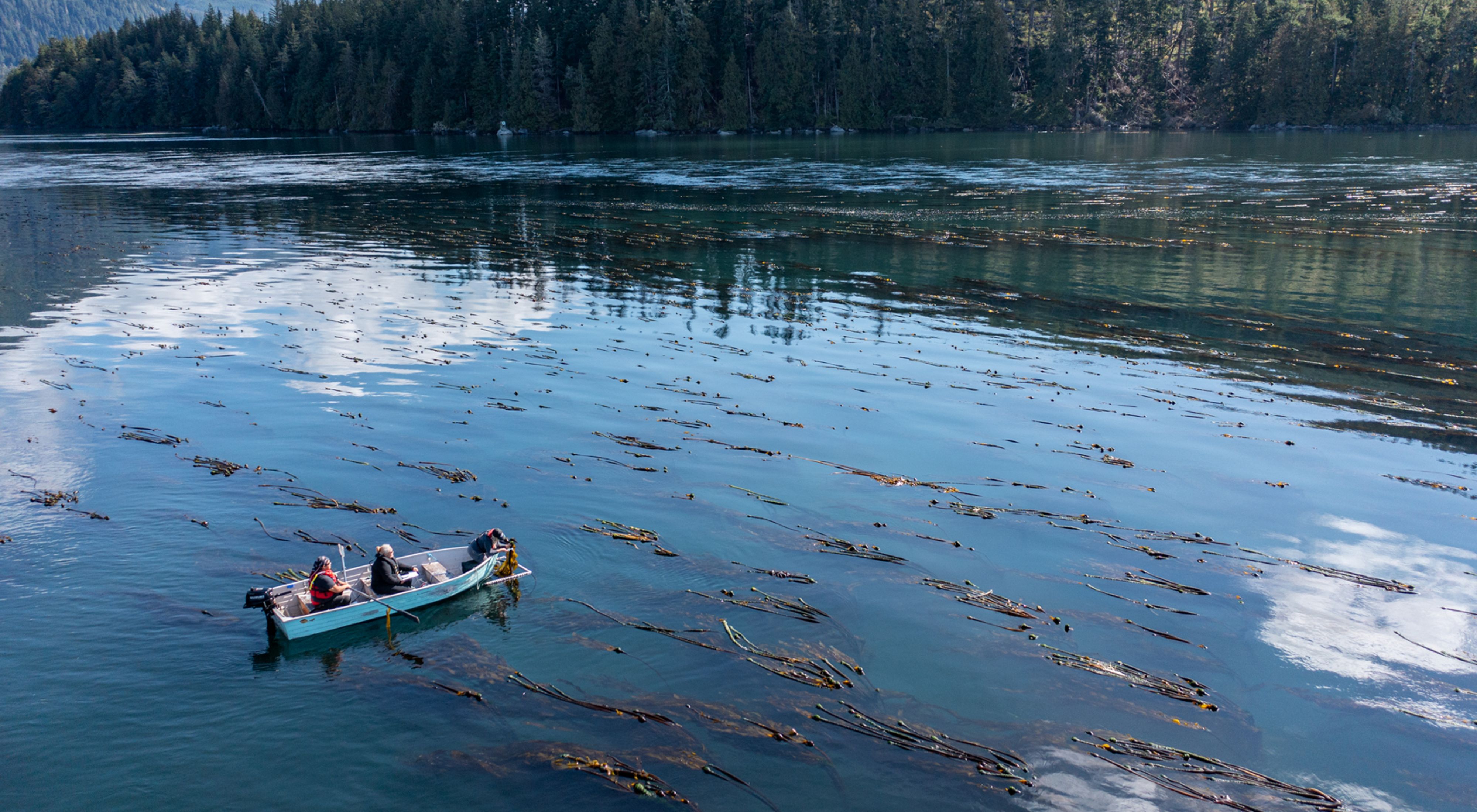 Three people in a boat at sea taking measurements of kelp.