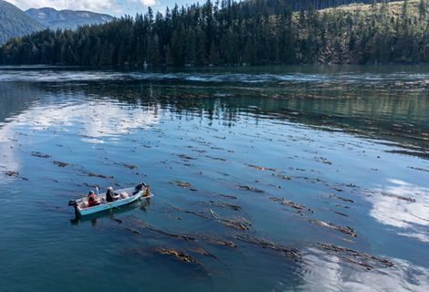 People in a boat harvesting kelp from the sea.