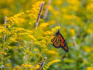 A monarch butterfly on a goldenrod plant. 
