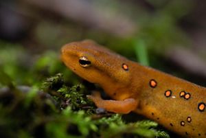 An Eastern Newt climbing on moss. 