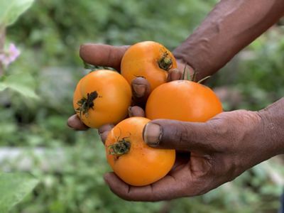 a man holds four red tomatoes in his hands