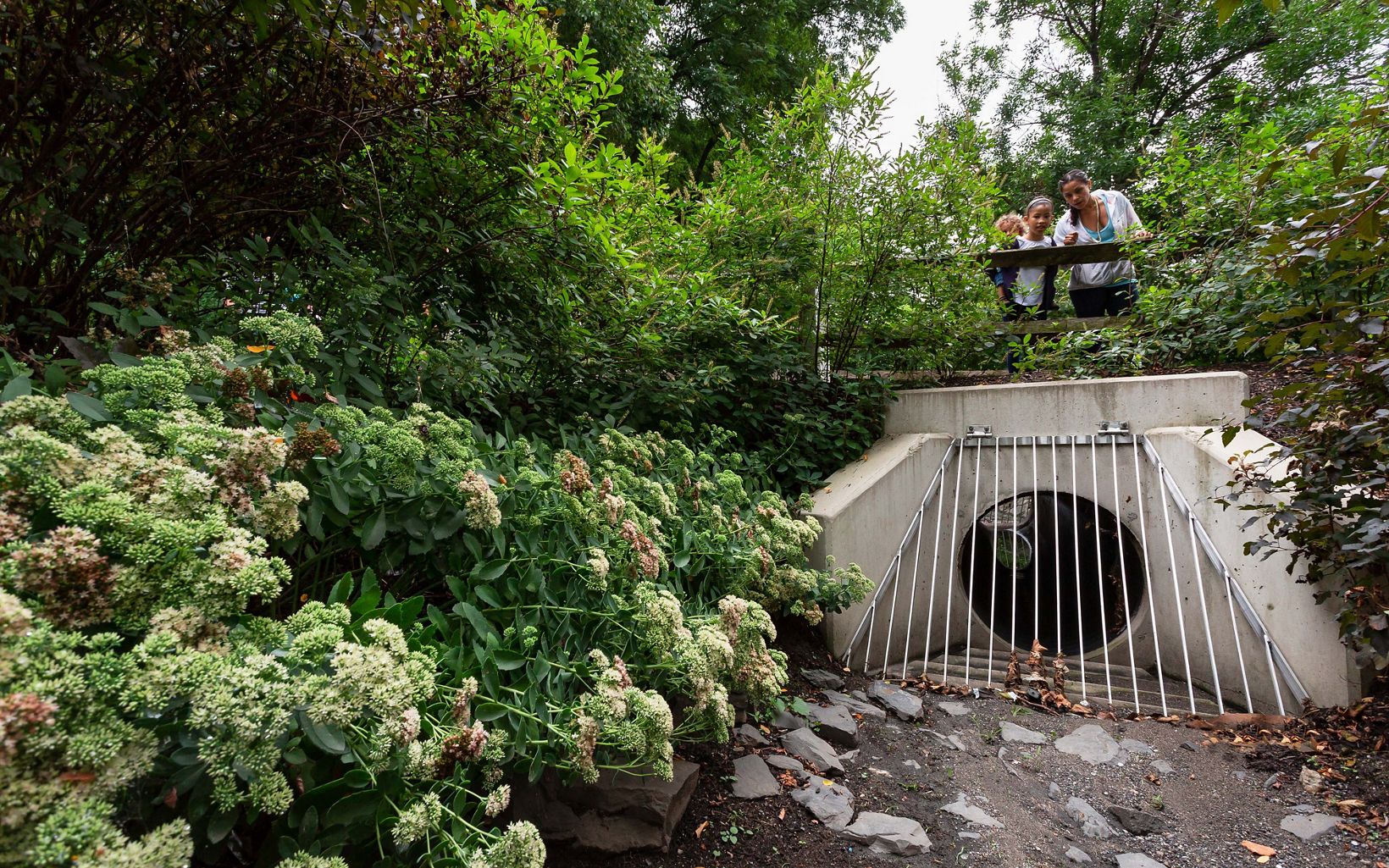 a culvert and bridge surrounded by plants and flowers