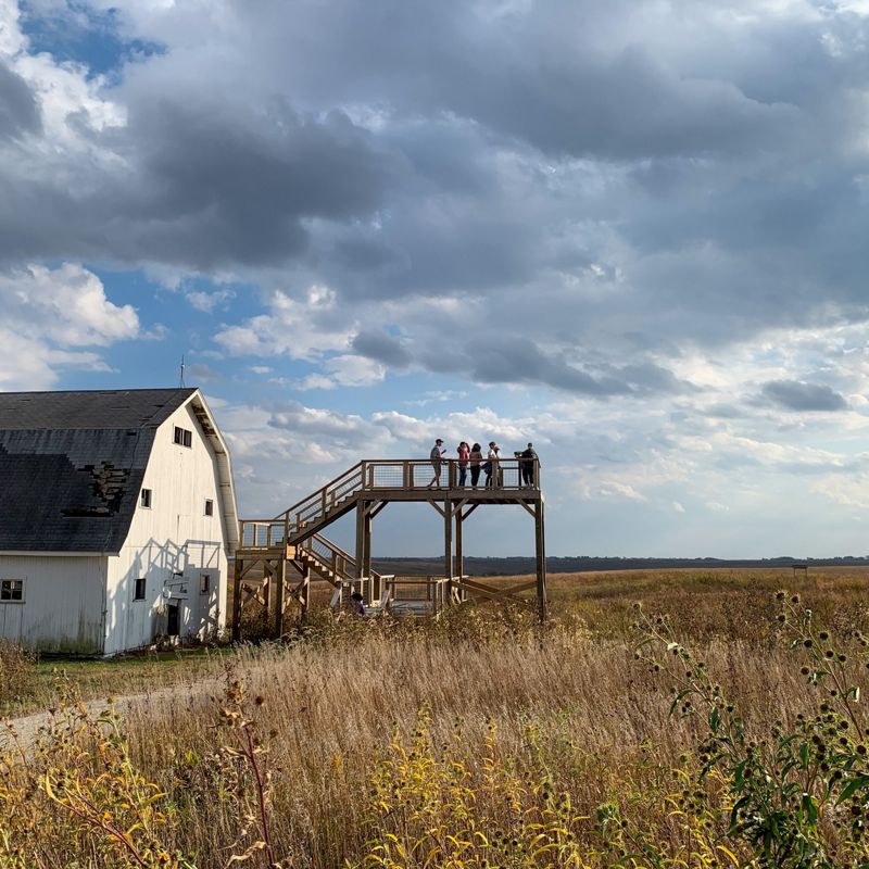 A white barn and wooden overlook platform in a field of native grasses.