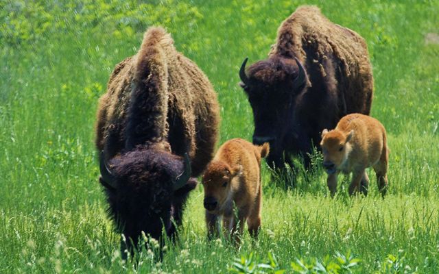 Two bison females with calves.