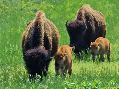 Two adult bison walking with their calves in a grassy field.