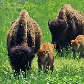Two calves and two adult bison grazing.