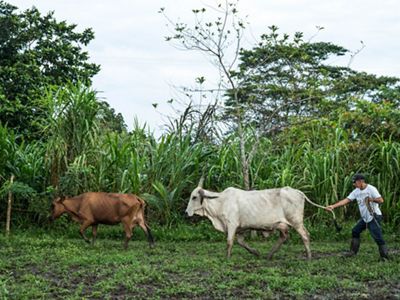 Edilson Ortiz Arango moving his cattle to be milked in San Martin, Meta, Colombia.