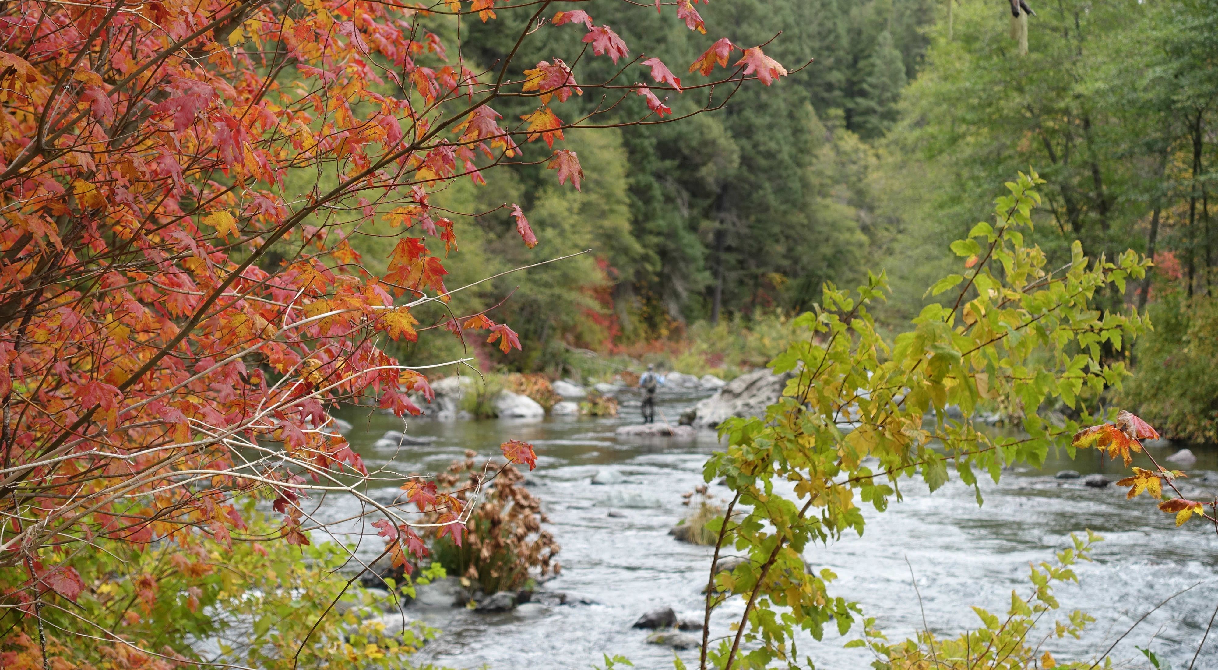 Fall foliage on trees on the banks of a river.