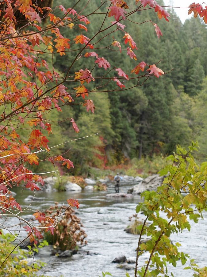 A fisher stands in the water of the McCloud River.