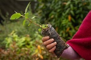 Plantas de vivero administrado por la comunidad, parte de las iniciativas de Fondos de Agua.