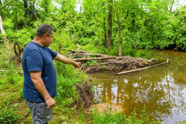 A person stands on a stream bank and points to erosion. 