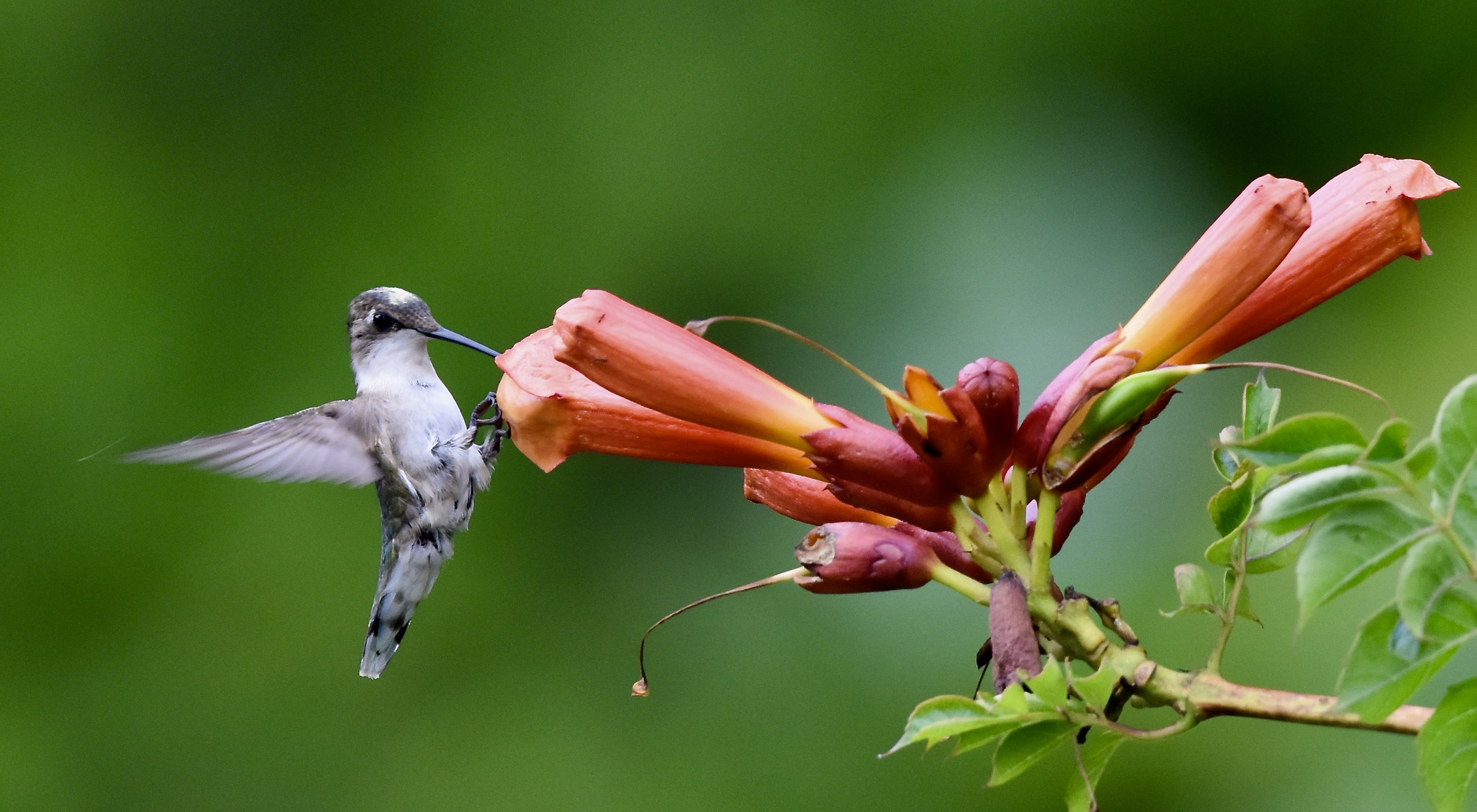 A hummingbird hovers at the edge of an orange, trumpet shaped flowers that extends out from a thin vine.