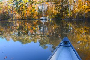The top of kayak is seen in a body of water surrounded by orange leafed trees.