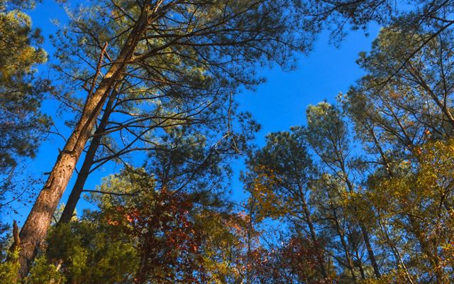 A view of tall trees in a forest growing against a blue sky.