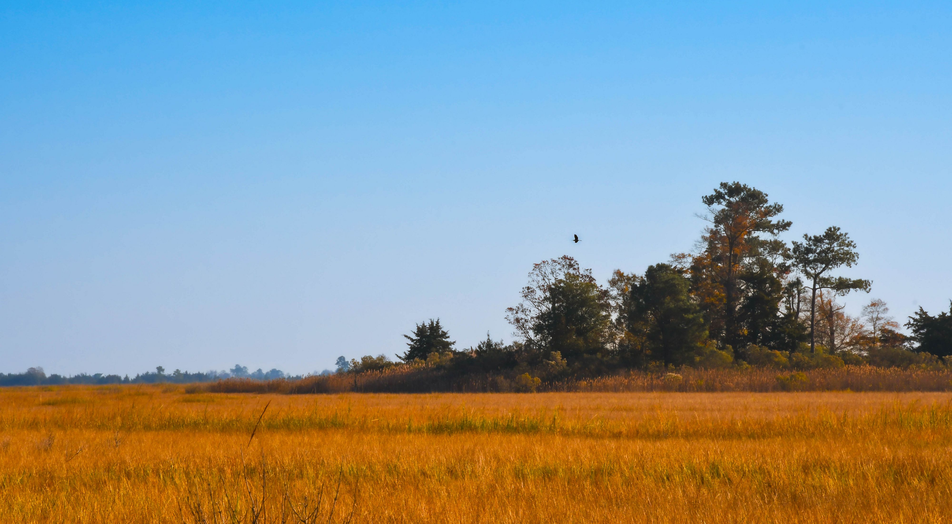 Landscape view of golden grasses in a wetland.