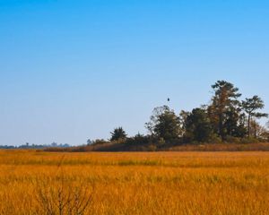Landscape view of golden grasses in a wetland.