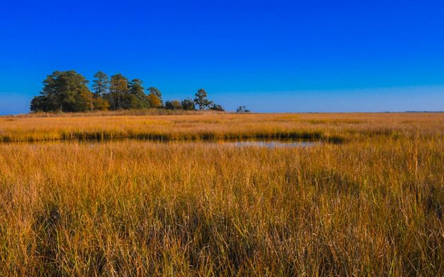A view of a marsh with tall brown grasses growing around a small body of water. A tree line is seen in the distance.