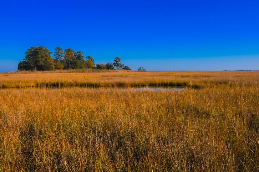 A view of a marsh with tall brown grasses growing around a small body of water. A tree line is seen in the distance.