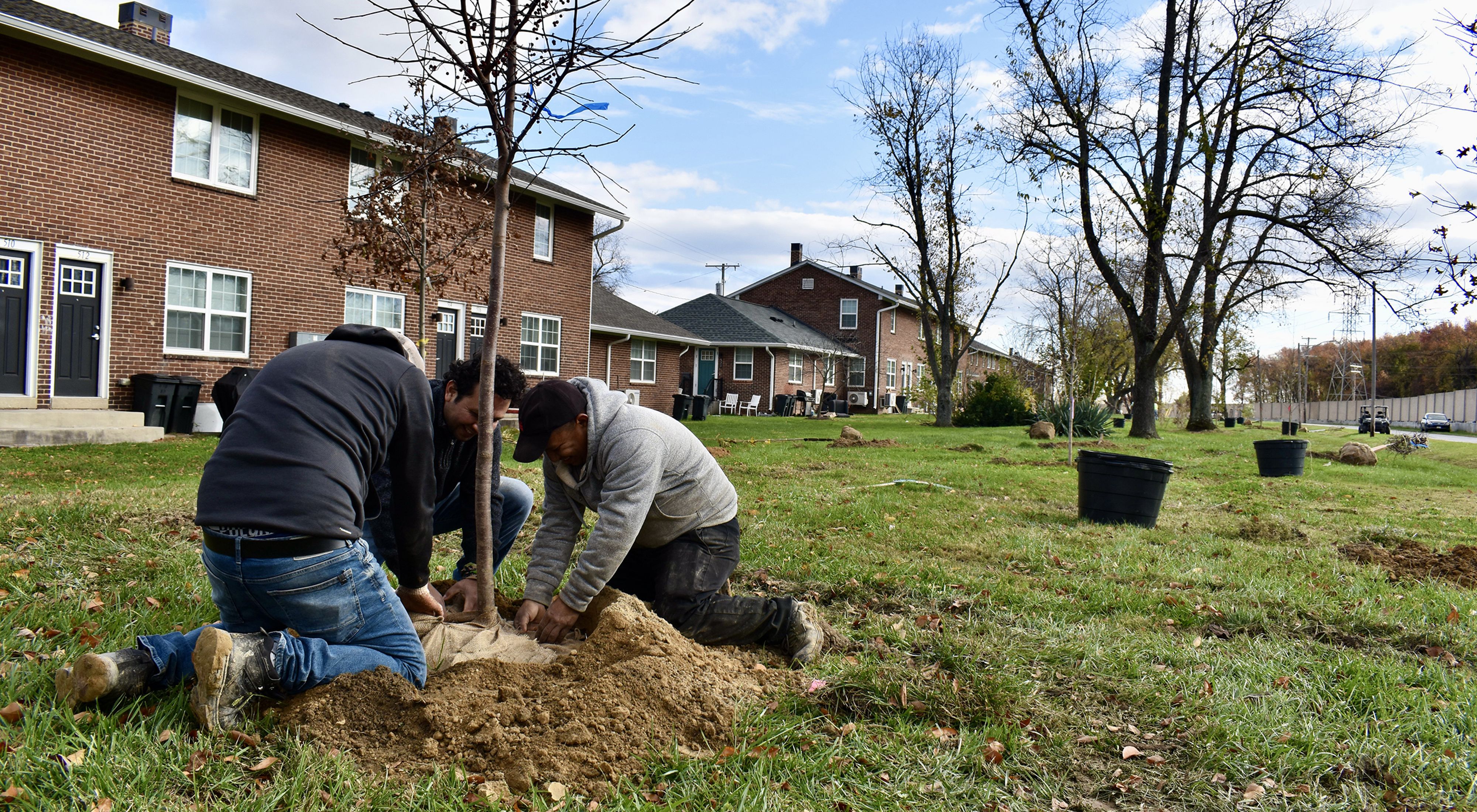 Three men plant a large tree in a narrow green space at the edge of a residential community.