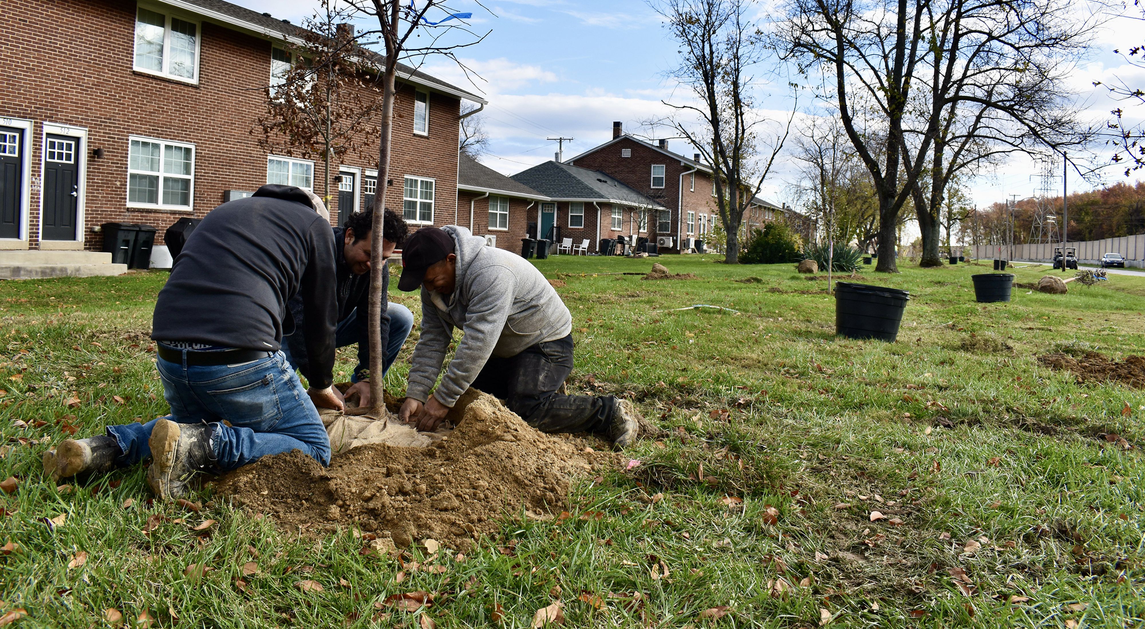 Three men plant a large tree in a narrow green space at the edge of a residential community.