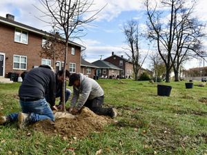 Three men kneel on the ground planting a tree sapling at the edge of a city neighborhood.