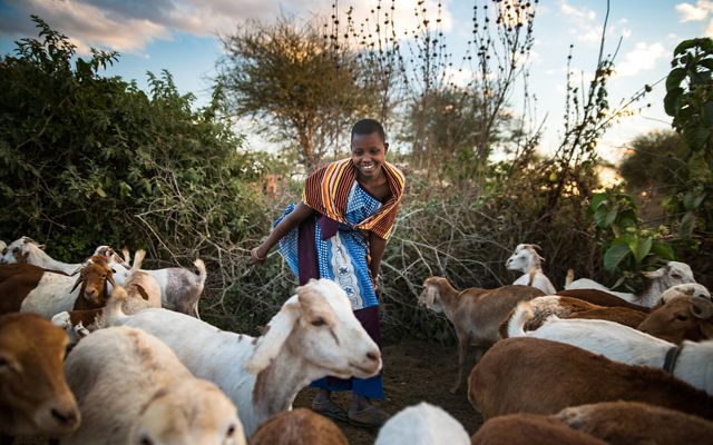A young girl smiling in an enclosure with goats