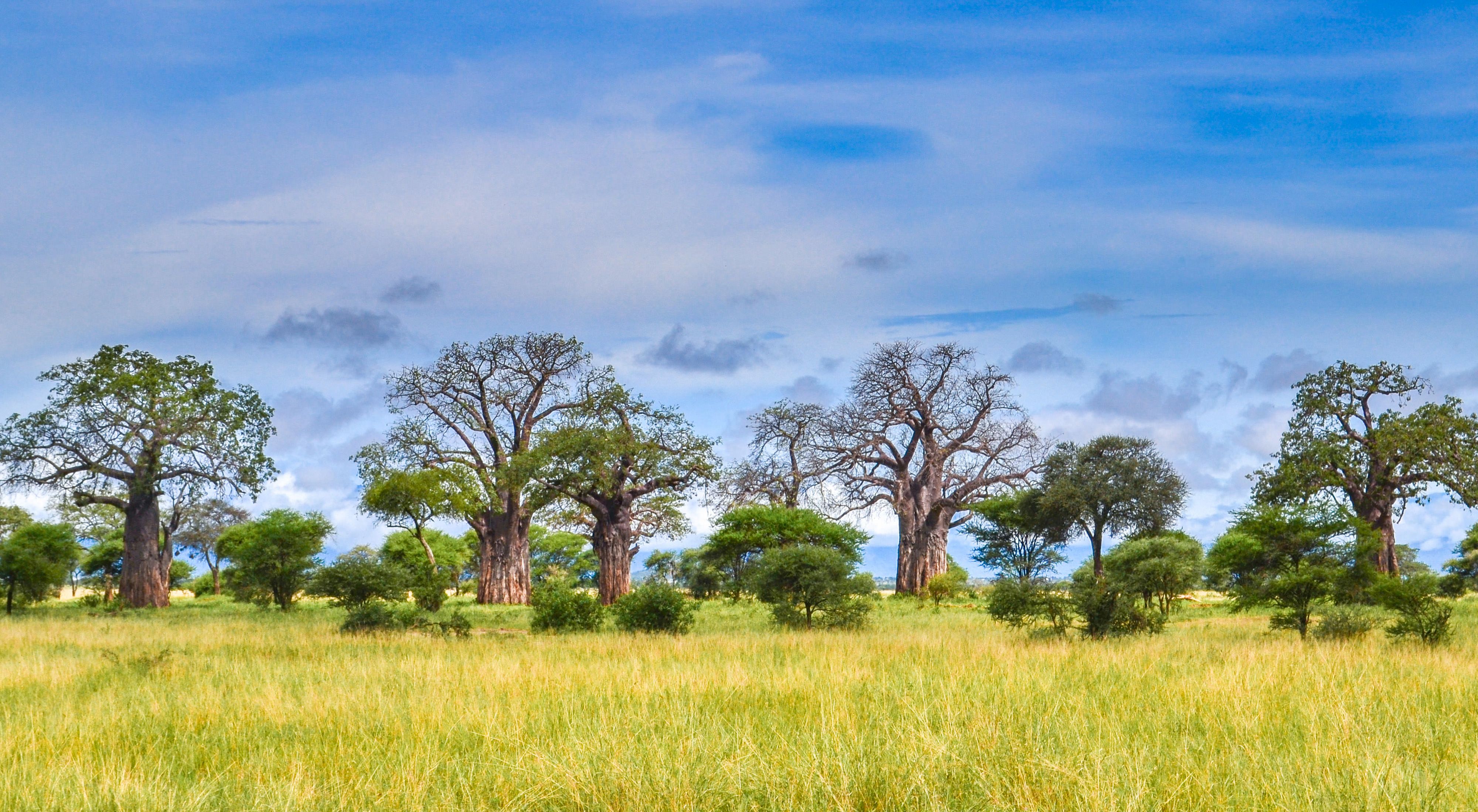 Landscape view of a grassy field with several large baobab trees and other smaller trees.