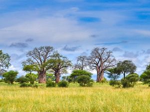 Landscape view of a grassy field with several large baobab trees and other smaller trees.