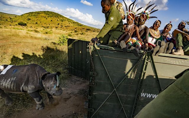 Personas con atuendos tradicionales de Kenia en un camión grande liberando a un rinoceronte en una sabana.