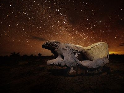 Un cráneo de un rinoceronte negro contra un cielo estrellado.