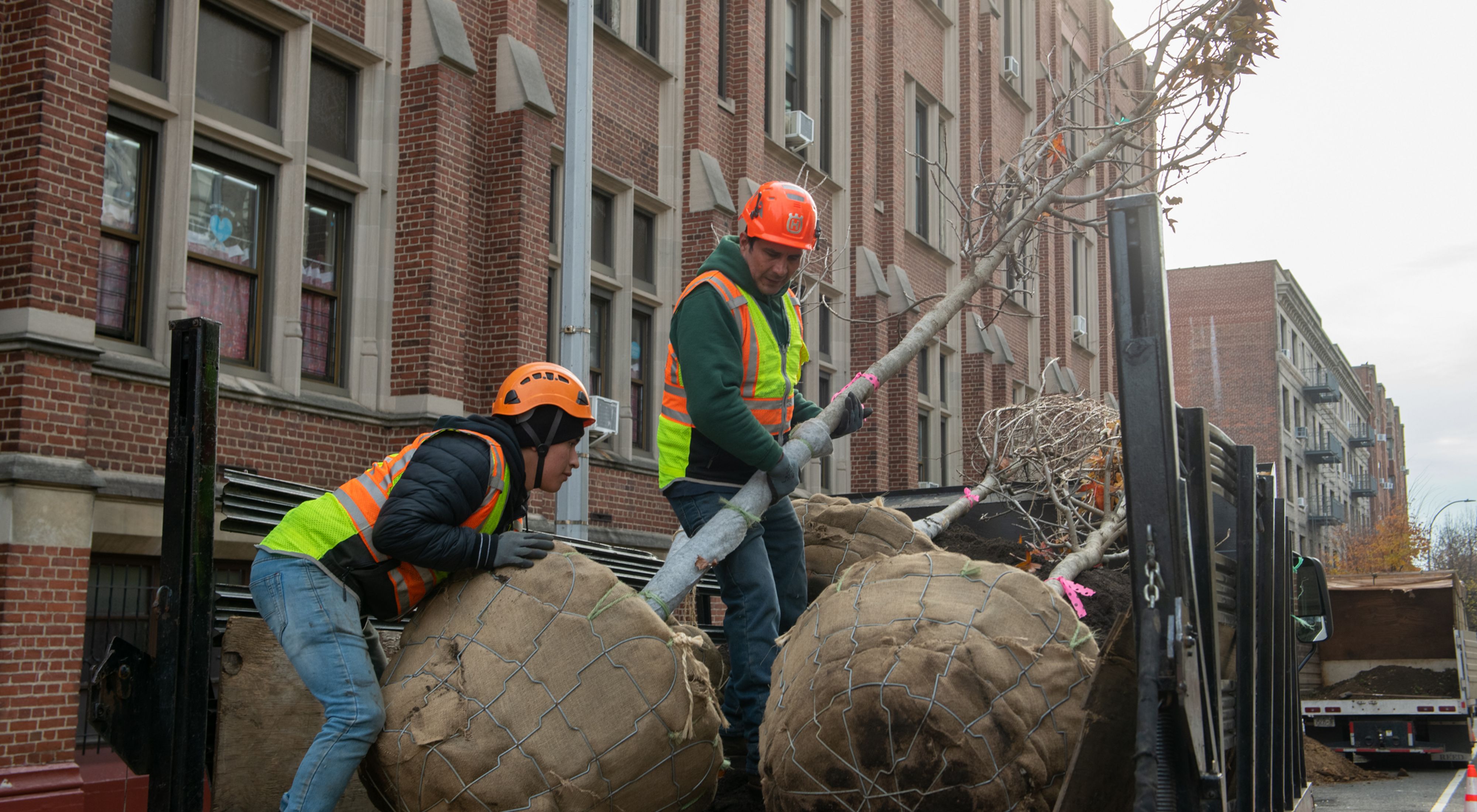 Two people wearing hard hats carrying a tree to plant in New York City .