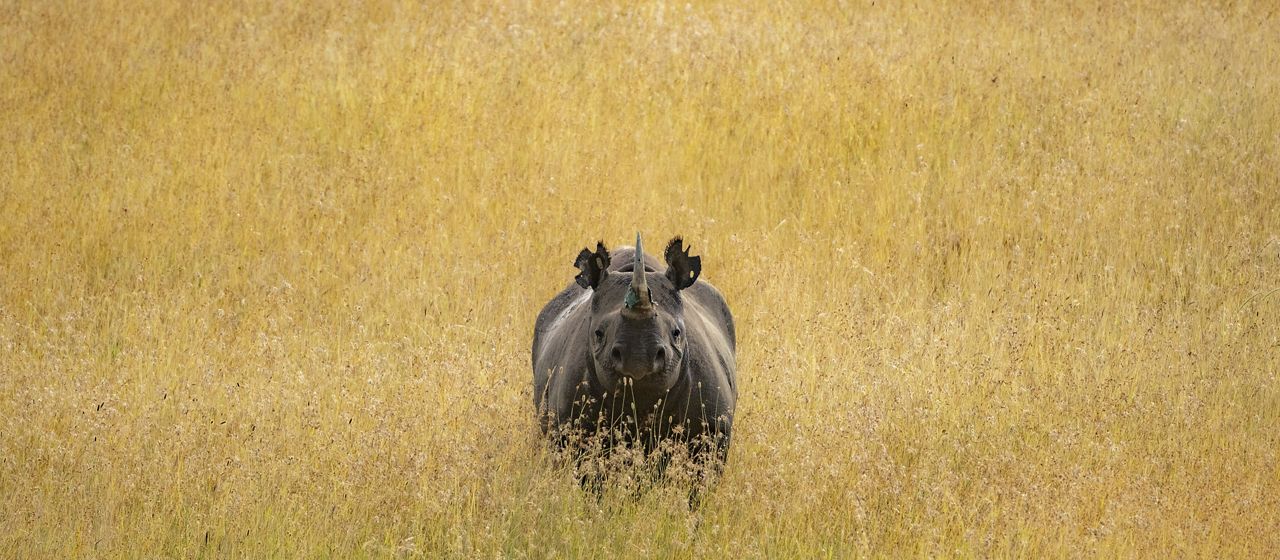 rhino standing in tall grass.