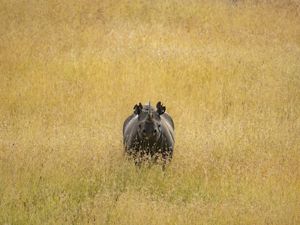 A rhino standing in tall grass, looking toward camera