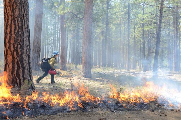 someone conducting a prescribed burn in a forest.