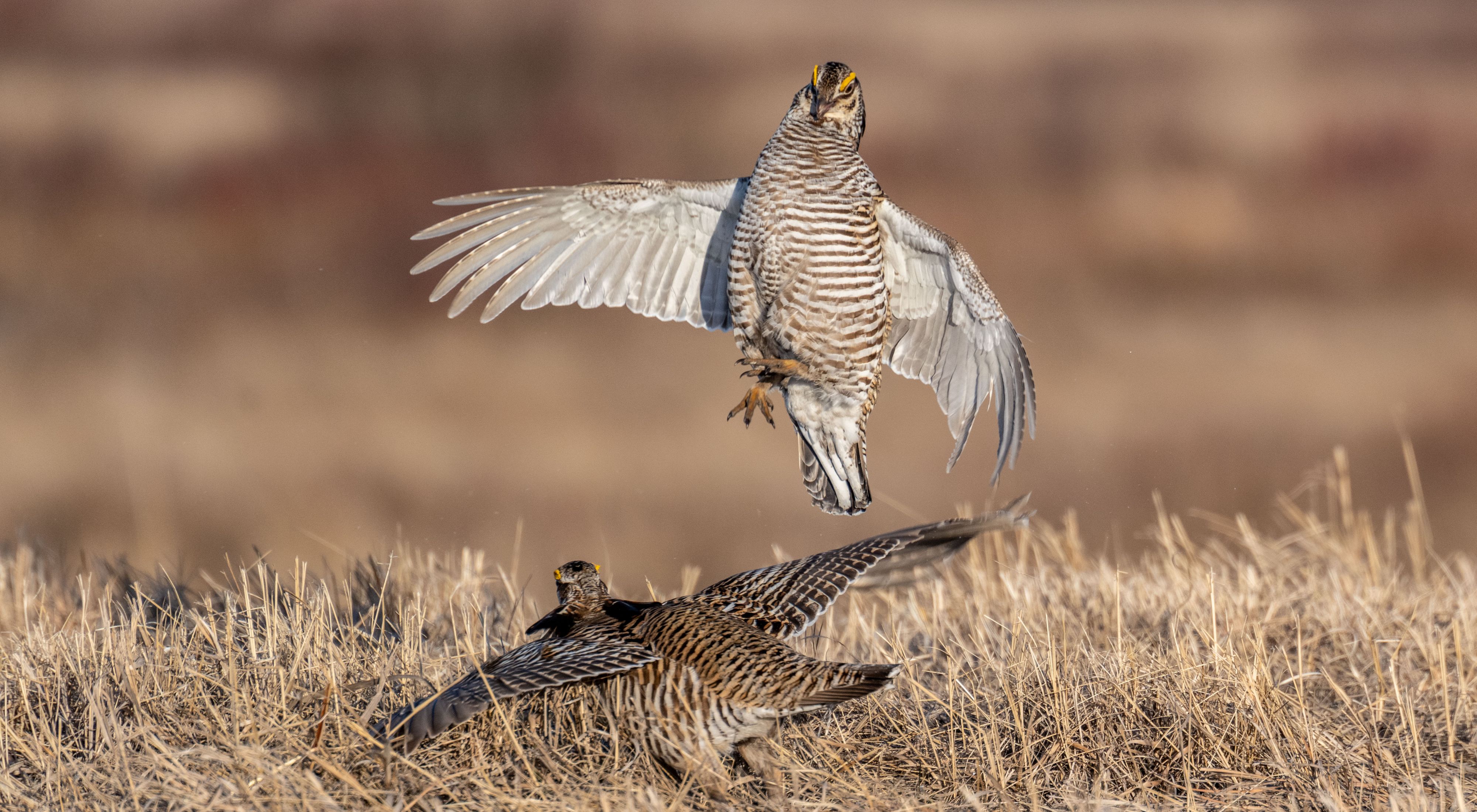 Two prairie chickens feuding in the prairie. 