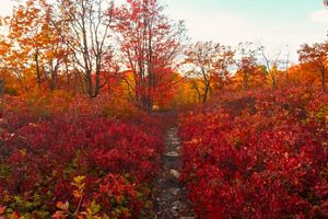 A narrow cleared path runs through the middle of brightly colored red shrubs.