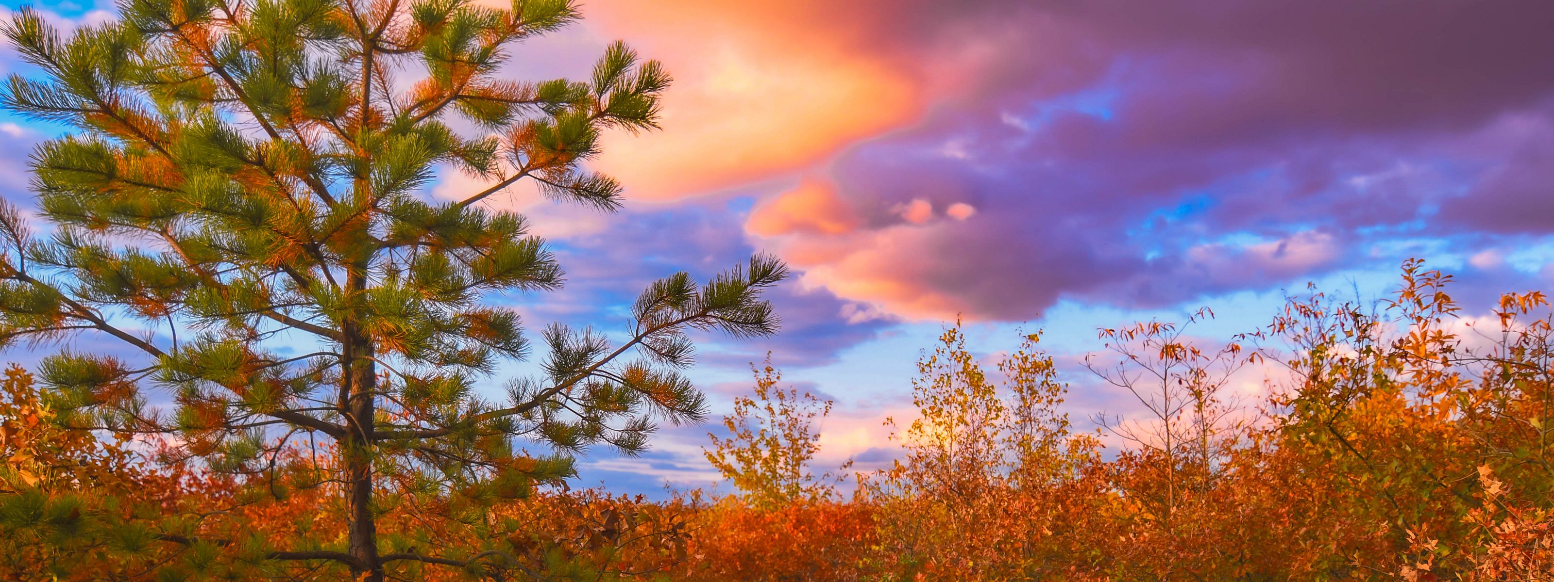 A cleared dirt path winds through a shrub and pine field. The sun sets in the background creating pink and purple clouds.