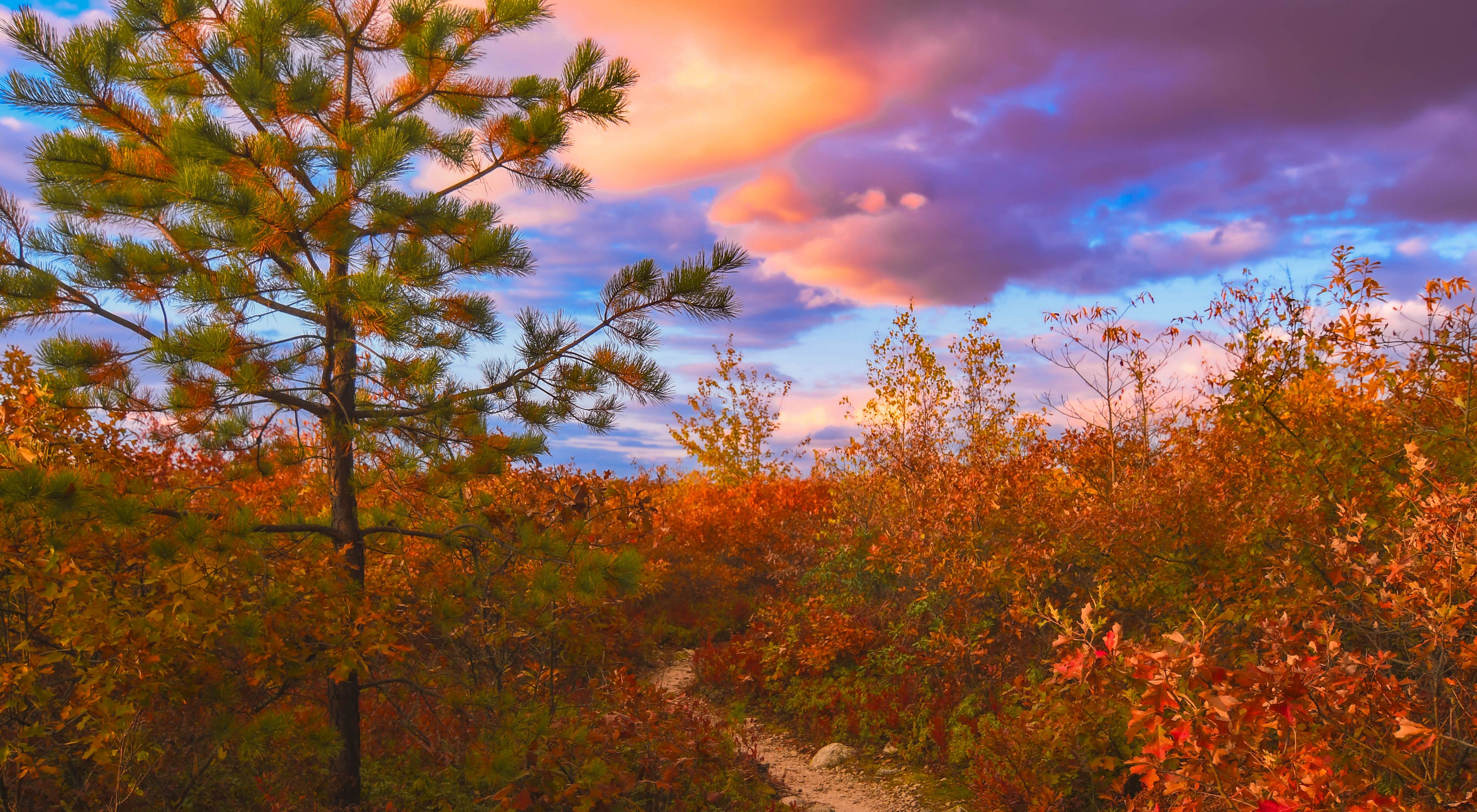 A view of a forest with a purple and blue sky featuring pink clouds in the background.