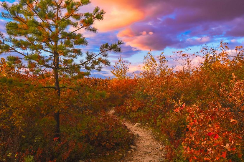 A cleared path cuts through a forest sitting agasint a pink and purple hued sky.