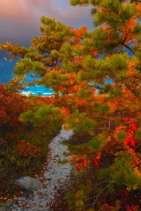 A pine trees glows in orange sunslight along a cleared path.